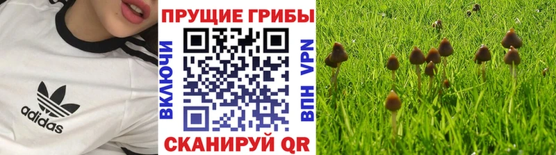 Галлюциногенные грибы Magic Shrooms  Купить где  Невель 